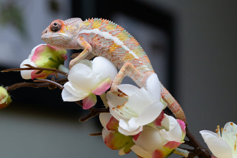 Holdbacks/Individuals: Ambilobe offspring from "Fantara-makara" (AKA Star Gazer) x "Antely-tantely" (AKA Honey Bee) - Hatched August 2025 - Male #2