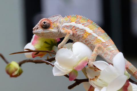 Holdbacks/Individuals: Ambilobe offspring from "Fantara-makara" (AKA Star Gazer) x "Antely-tantely" (AKA Honey Bee) - Hatched August 2025 - Male #2