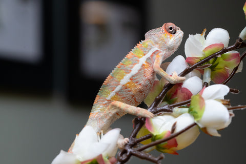 Holdbacks/Individuals: Ambilobe offspring from "Fantara-makara" (AKA Star Gazer) x "Antely-tantely" (AKA Honey Bee) - Hatched August 2025 - Male #2