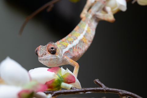 Holdbacks/Individuals: Ambilobe offspring from "Fantara-makara" (AKA Star Gazer) x "Antely-tantely" (AKA Honey Bee) - Hatched August 2025 - Male #2