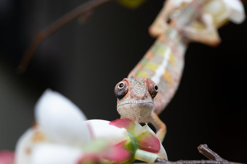 Holdbacks/Individuals: Ambilobe offspring from "Fantara-makara" (AKA Star Gazer) x "Antely-tantely" (AKA Honey Bee) - Hatched August 2025 - Male #2