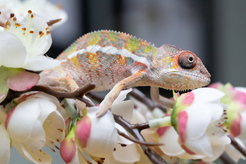 Holdbacks/Individuals: Ambilobe offspring from "Fantara-makara" (AKA Star Gazer) x "Antely-tantely" (AKA Honey Bee) - Hatched August 2025 - Male #2