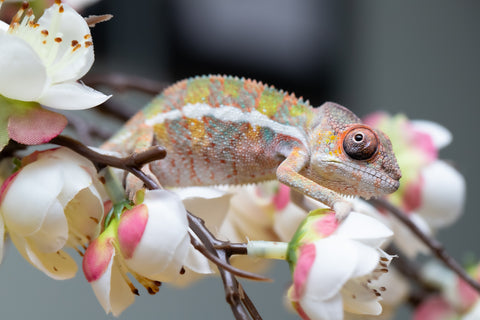 Holdbacks/Individuals: Ambilobe offspring from "Fantara-makara" (AKA Star Gazer) x "Antely-tantely" (AKA Honey Bee) - Hatched August 2025 - Male #2