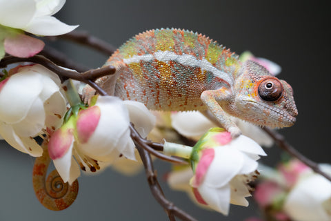 Holdbacks/Individuals: Ambilobe offspring from "Fantara-makara" (AKA Star Gazer) x "Antely-tantely" (AKA Honey Bee) - Hatched August 2025 - Male #2