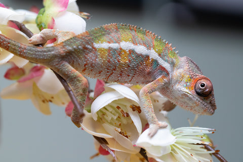 Holdbacks/Individuals: Ambilobe offspring from "Fantara-makara" (AKA Star Gazer) x "Antely-tantely" (AKA Honey Bee) - Hatched August 2025 - Male #2