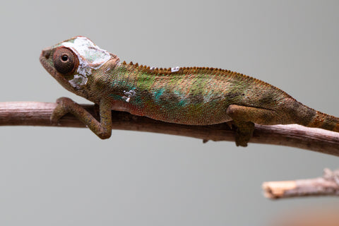 Holdbacks/Individuals: Ambilobe offspring from "Fantara-makara" (AKA Star Gazer) x "Antely-tantely" (AKA Honey Bee) - Hatched August 2025 - Male #2