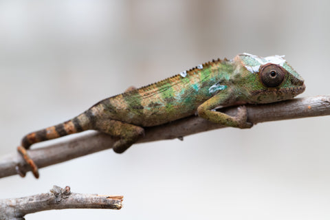 Holdbacks/Individuals: Ambilobe offspring from "Fantara-makara" (AKA Star Gazer) x "Antely-tantely" (AKA Honey Bee) - Hatched August 2025 - Male #2