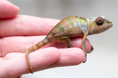 Holdbacks/Individuals: Ambilobe offspring from "Fantara-makara" (AKA Star Gazer) x "Antely-tantely" (AKA Honey Bee) - Hatched August 2025 - Male #2