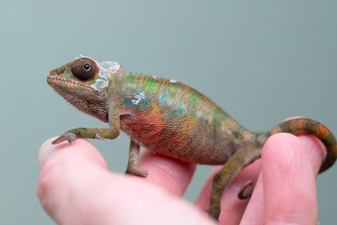 Holdbacks/Individuals: Ambilobe offspring from "Fantara-makara" (AKA Star Gazer) x "Antely-tantely" (AKA Honey Bee) - Hatched August 2025 - Male #2