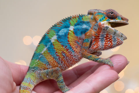 Holdbacks/Individuals: Ambilobe offspring from "Fantara-makara" (AKA Star Gazer) x "Antely-tantely" (AKA Honey Bee) - Hatched Sept 2025 - Male #1