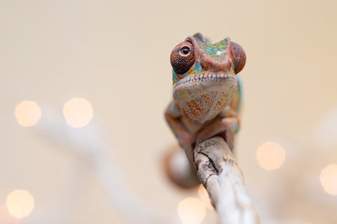 Holdbacks/Individuals: Ambilobe offspring from "Fantara-makara" (AKA Star Gazer) x "Antely-tantely" (AKA Honey Bee) - Hatched Sept 2025 - Male #1