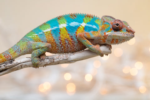 Holdbacks/Individuals: Ambilobe offspring from "Fantara-makara" (AKA Star Gazer) x "Antely-tantely" (AKA Honey Bee) - Hatched Sept 2025 - Male #1