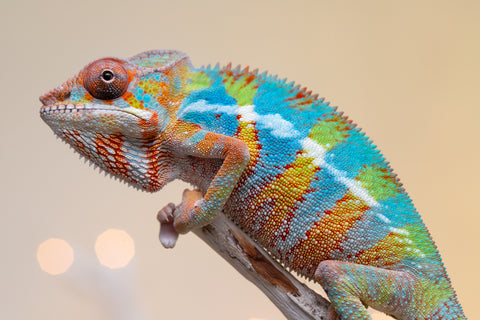 Holdbacks/Individuals: Ambilobe offspring from "Fantara-makara" (AKA Star Gazer) x "Antely-tantely" (AKA Honey Bee) - Hatched Sept 2025 - Male #1