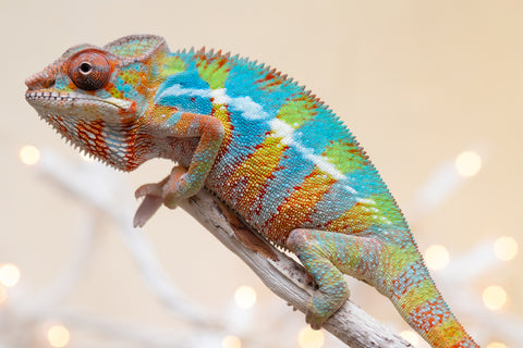 Holdbacks/Individuals: Ambilobe offspring from "Fantara-makara" (AKA Star Gazer) x "Antely-tantely" (AKA Honey Bee) - Hatched Sept 2025 - Male #1