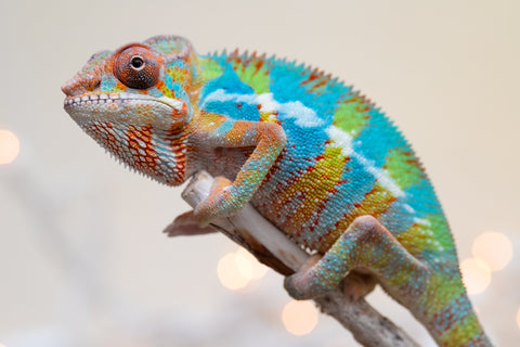 Holdbacks/Individuals: Ambilobe offspring from "Fantara-makara" (AKA Star Gazer) x "Antely-tantely" (AKA Honey Bee) - Hatched Sept 2025 - Male #1