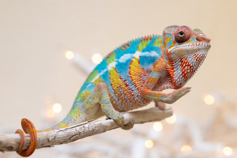 Holdbacks/Individuals: Ambilobe offspring from "Fantara-makara" (AKA Star Gazer) x "Antely-tantely" (AKA Honey Bee) - Hatched Sept 2025 - Male #1