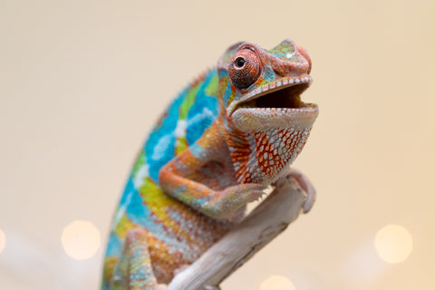 Holdbacks/Individuals: Ambilobe offspring from "Fantara-makara" (AKA Star Gazer) x "Antely-tantely" (AKA Honey Bee) - Hatched Sept 2025 - Male #1