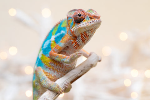 Holdbacks/Individuals: Ambilobe offspring from "Fantara-makara" (AKA Star Gazer) x "Antely-tantely" (AKA Honey Bee) - Hatched Sept 2025 - Male #1