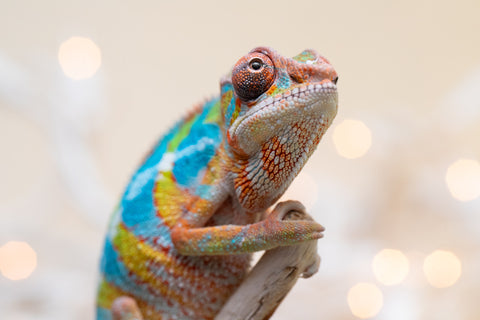 Holdbacks/Individuals: Ambilobe offspring from "Fantara-makara" (AKA Star Gazer) x "Antely-tantely" (AKA Honey Bee) - Hatched Sept 2025 - Male #1