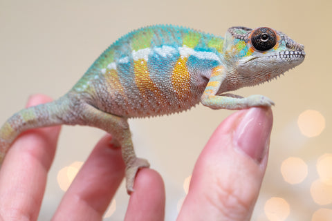 Holdbacks/Individuals: Ambilobe offspring from "Fantara-makara" (AKA Star Gazer) x "Antely-tantely" (AKA Honey Bee) - Hatched Sept 2025 - Male #2