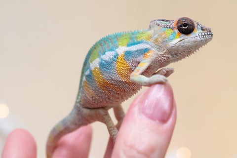 Holdbacks/Individuals: Ambilobe offspring from "Fantara-makara" (AKA Star Gazer) x "Antely-tantely" (AKA Honey Bee) - Hatched Sept 2025 - Male #2