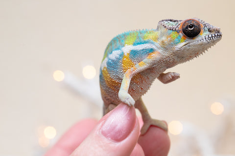 Holdbacks/Individuals: Ambilobe offspring from "Fantara-makara" (AKA Star Gazer) x "Antely-tantely" (AKA Honey Bee) - Hatched Sept 2025 - Male #2