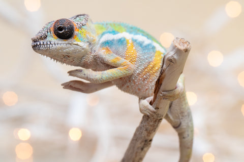 Holdbacks/Individuals: Ambilobe offspring from "Fantara-makara" (AKA Star Gazer) x "Antely-tantely" (AKA Honey Bee) - Hatched Sept 2025 - Male #2