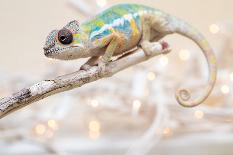 Holdbacks/Individuals: Ambilobe offspring from "Fantara-makara" (AKA Star Gazer) x "Antely-tantely" (AKA Honey Bee) - Hatched Sept 2025 - Male #2