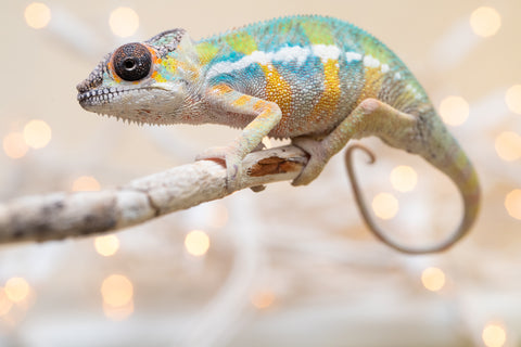 Holdbacks/Individuals: Ambilobe offspring from "Fantara-makara" (AKA Star Gazer) x "Antely-tantely" (AKA Honey Bee) - Hatched Sept 2025 - Male #2