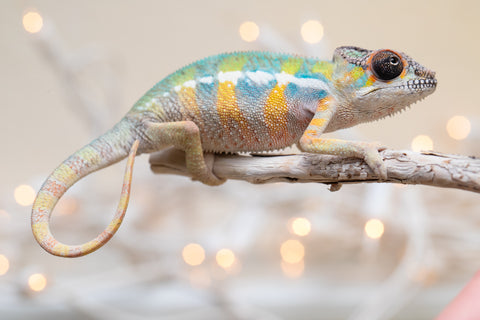 Holdbacks/Individuals: Ambilobe offspring from "Fantara-makara" (AKA Star Gazer) x "Antely-tantely" (AKA Honey Bee) - Hatched Sept 2025 - Male #2