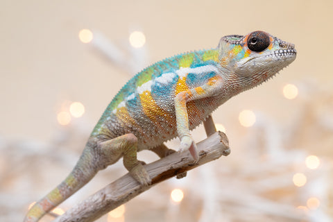 Holdbacks/Individuals: Ambilobe offspring from "Fantara-makara" (AKA Star Gazer) x "Antely-tantely" (AKA Honey Bee) - Hatched Sept 2025 - Male #2