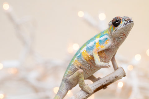 Holdbacks/Individuals: Ambilobe offspring from "Fantara-makara" (AKA Star Gazer) x "Antely-tantely" (AKA Honey Bee) - Hatched Sept 2025 - Male #2