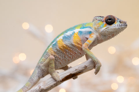 Holdbacks/Individuals: Ambilobe offspring from "Fantara-makara" (AKA Star Gazer) x "Antely-tantely" (AKA Honey Bee) - Hatched Sept 2025 - Male #2