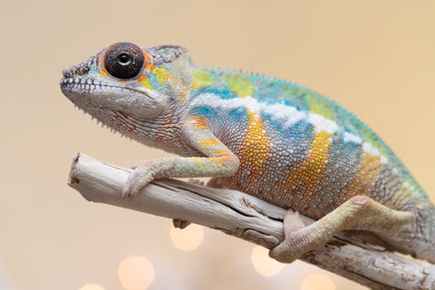 Holdbacks/Individuals: Ambilobe offspring from "Fantara-makara" (AKA Star Gazer) x "Antely-tantely" (AKA Honey Bee) - Hatched Sept 2025 - Male #2