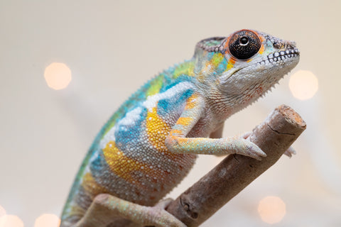 Holdbacks/Individuals: Ambilobe offspring from "Fantara-makara" (AKA Star Gazer) x "Antely-tantely" (AKA Honey Bee) - Hatched Sept 2025 - Male #2