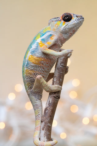 Holdbacks/Individuals: Ambilobe offspring from "Fantara-makara" (AKA Star Gazer) x "Antely-tantely" (AKA Honey Bee) - Hatched Sept 2025 - Male #2