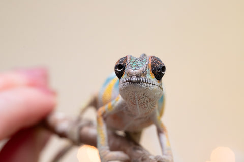 Holdbacks/Individuals: Ambilobe offspring from "Fantara-makara" (AKA Star Gazer) x "Antely-tantely" (AKA Honey Bee) - Hatched Sept 2025 - Male #2