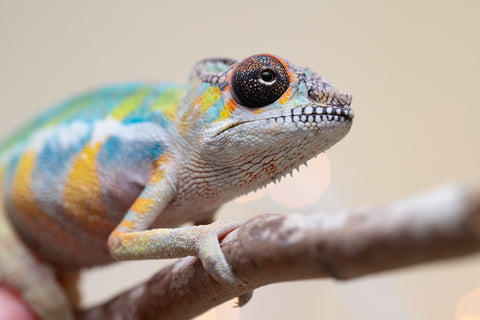 Holdbacks/Individuals: Ambilobe offspring from "Fantara-makara" (AKA Star Gazer) x "Antely-tantely" (AKA Honey Bee) - Hatched Sept 2025 - Male #2