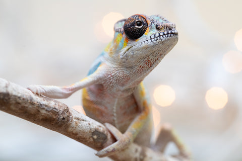 Holdbacks/Individuals: Ambilobe offspring from "Fantara-makara" (AKA Star Gazer) x "Antely-tantely" (AKA Honey Bee) - Hatched Sept 2025 - Male #2