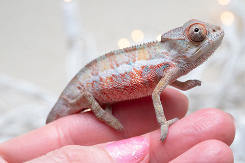 Holdbacks/Individuals: Ambilobe Offspring From "Fantara-makara" (AKA Star Gazer) x "Safo-drano" (AKA Deluge) - Hatched Jan 2026 - Male #2