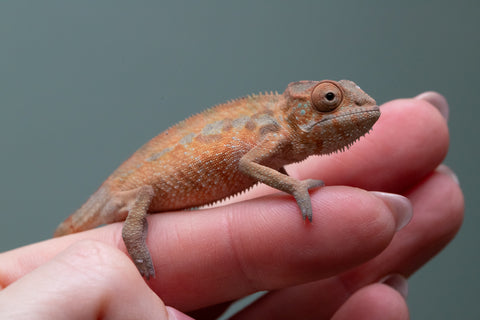 Ambilobe From "Fantara-makara" (AKA Star Gazer) x "Bahary-anina" (AKA Sea Breeze) - Hatched Aug - Sept 2026 - Female #1