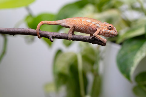 Ambilobe From "Fantara-makara" (AKA Star Gazer) x "Bahary-anina" (AKA Sea Breeze) - Hatched Aug - Sept 2026 - Female #1