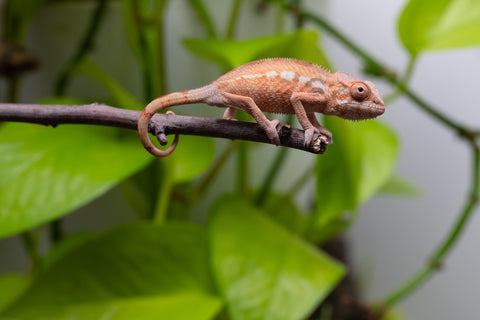 Ambilobe From "Fantara-makara" (AKA Star Gazer) x "Bahary-anina" (AKA Sea Breeze) - Hatched Aug - Sept 2026 - Female #1