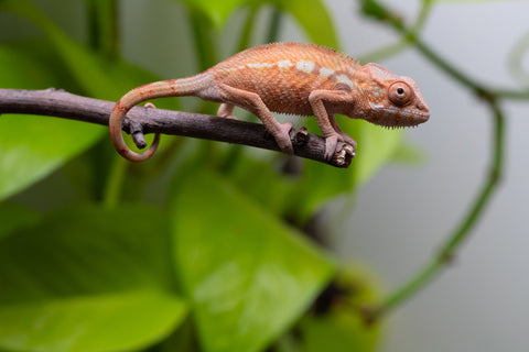 Ambilobe From "Fantara-makara" (AKA Star Gazer) x "Bahary-anina" (AKA Sea Breeze) - Hatched Aug - Sept 2026 - Female #1