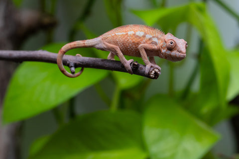Ambilobe From "Fantara-makara" (AKA Star Gazer) x "Bahary-anina" (AKA Sea Breeze) - Hatched Aug - Sept 2026 - Female #1