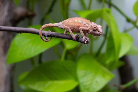 Ambilobe From "Fantara-makara" (AKA Star Gazer) x "Bahary-anina" (AKA Sea Breeze) - Hatched Aug - Sept 2026 - Female #1