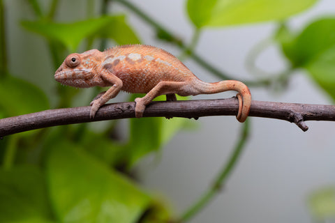 Ambilobe From "Fantara-makara" (AKA Star Gazer) x "Bahary-anina" (AKA Sea Breeze) - Hatched Aug - Sept 2026 - Female #1