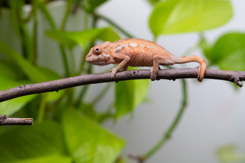 Ambilobe From "Fantara-makara" (AKA Star Gazer) x "Bahary-anina" (AKA Sea Breeze) - Hatched Aug - Sept 2026 - Female #1