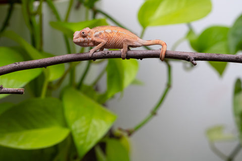 Ambilobe From "Fantara-makara" (AKA Star Gazer) x "Bahary-anina" (AKA Sea Breeze) - Hatched Aug - Sept 2026 - Female #1