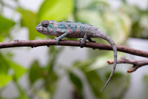Ambilobe From "Fantara-makara" (AKA Star Gazer) x "Bahary-anina" (AKA Sea Breeze) - Hatched Aug - Sept 2026 - Male #1